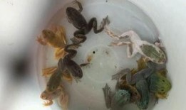 变异牛蛙爆料视频下载,揭秘视频背后的惊人真相