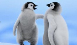 企鹅吃瓜爆料视频下载,娱乐圈幕后大事件曝光