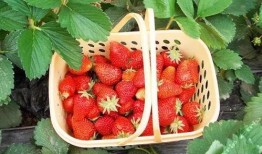 娱乐吃瓜酱草莓发卡,娱乐吃瓜酱的时尚宠儿