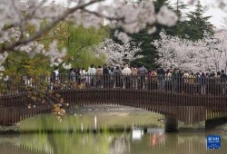 樱花校园春季最新版爆料,校园春意盎然，精彩活动轮番上演