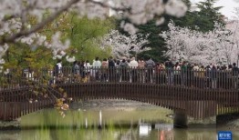 樱花校园春季最新版爆料,校园春意盎然，精彩活动轮番上演