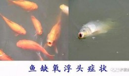 鱼的喂法真实爆料视频播放,视频曝光喂法细节