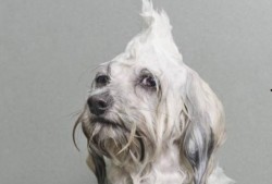 狗狗最新爆料图片高清大图,高清大图揭秘萌宠日常