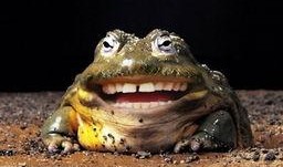 变异牛蛙爆料视频下载,揭秘视频背后的惊人真相