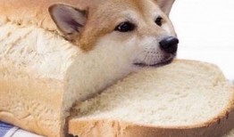 面包狗松松最新爆料,娱乐圈幕后真相大曝光！