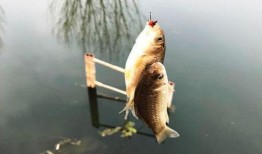 鱼的喂法真实爆料视频播放,视频曝光喂法细节