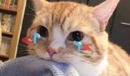 娱乐吃瓜君折耳猫视频,萌态百出，笑料连连