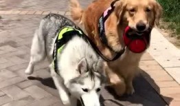 狗狗最新爆料视频,揭秘宠物界的秘密生活