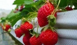 娱乐吃瓜酱草莓发卡,娱乐吃瓜酱的时尚宠儿