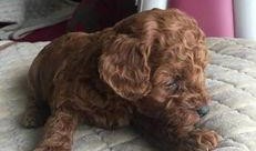 大狗最新爆料视频大全图片,视频大全图片揭秘幕后真相