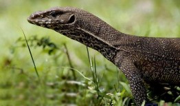 印度巨蜥爆料视频,揭秘丛林深处的神秘世界