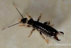 大妈爆料家里养蟑螂视频,揭秘蟑螂生存之谜