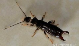 大妈爆料家里养蟑螂视频,揭秘蟑螂生存之谜