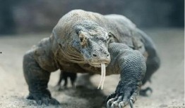 印度巨蜥爆料视频,揭秘丛林深处的神秘世界