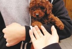 天涯爆料泰迪视频下载,泰迪视频下载事件揭秘