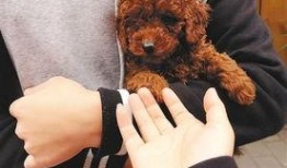 天涯爆料泰迪视频下载,泰迪视频下载事件揭秘