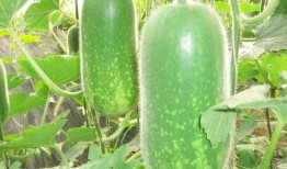 网红吃瓜原创作品有哪些,揭秘热门话题背后的精彩瞬间