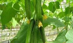 娱乐公司工作吃瓜,揭秘娱乐公司工作日常的吃瓜瞬间