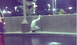 神秘医生爆料视频,揭秘医疗界不为人知的秘密