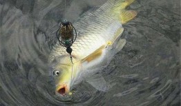 鱼的喂法真实爆料视频播放,视频曝光喂法细节