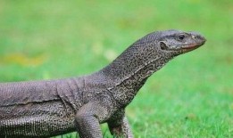 印度巨蜥爆料视频,揭秘丛林深处的神秘世界