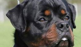 沃神最新爆料罗威