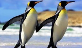 企鹅吃瓜爆料视频下载,娱乐圈幕后大事件曝光