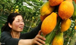 天门扛大旗网红吃瓜,揭秘网络红人的幕后故事