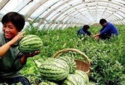 天门扛大旗网红吃瓜,揭秘网络红人的幕后故事