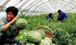 天门扛大旗网红吃瓜,揭秘网络红人的幕后故事