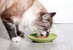 娱乐吃瓜猫咪视频大全免费观看