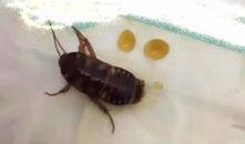 大妈爆料家里养蟑螂视频,揭秘蟑螂生存之谜