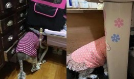 大狗最新爆料视频大全图片,视频大全图片揭秘幕后真相