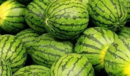 吃瓜官网免费吃瓜,吃瓜官网带你开启瓜界盛宴