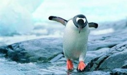 企鹅吃瓜爆料视频下载,娱乐圈幕后大事件曝光