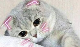 娱乐吃瓜君折耳猫视频,萌态百出，笑料连连