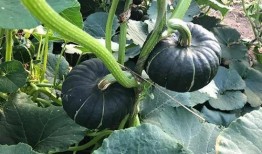 高质量网红吃瓜视频大全,揭秘热门网红吃瓜视频背后的精彩瞬间