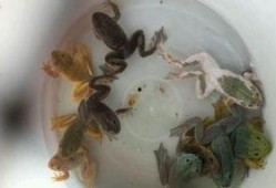 变异牛蛙爆料视频下载,揭秘视频背后的惊人真相