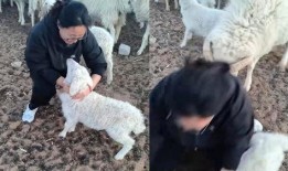 羊圈真实爆料视频大全,真实事件背后的惊人真相